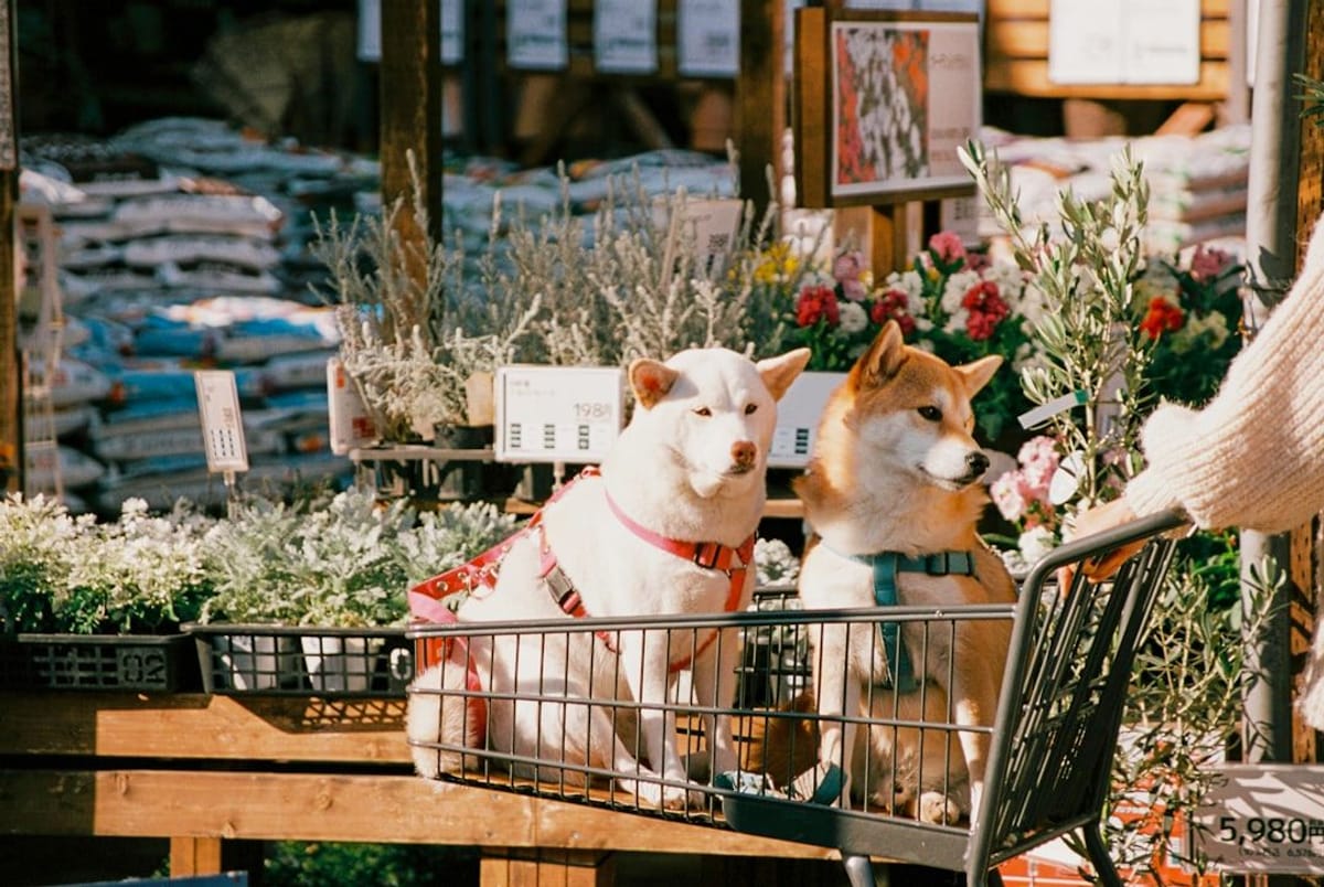 Convenience at Your Paw Tips Convenience at Your Paw Tips | Image of dog in a shopping cart