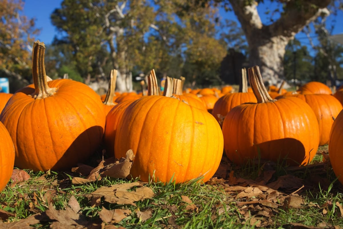 Thanksgiving in Atlas Blue Hill | Image of Pumpkin Patch