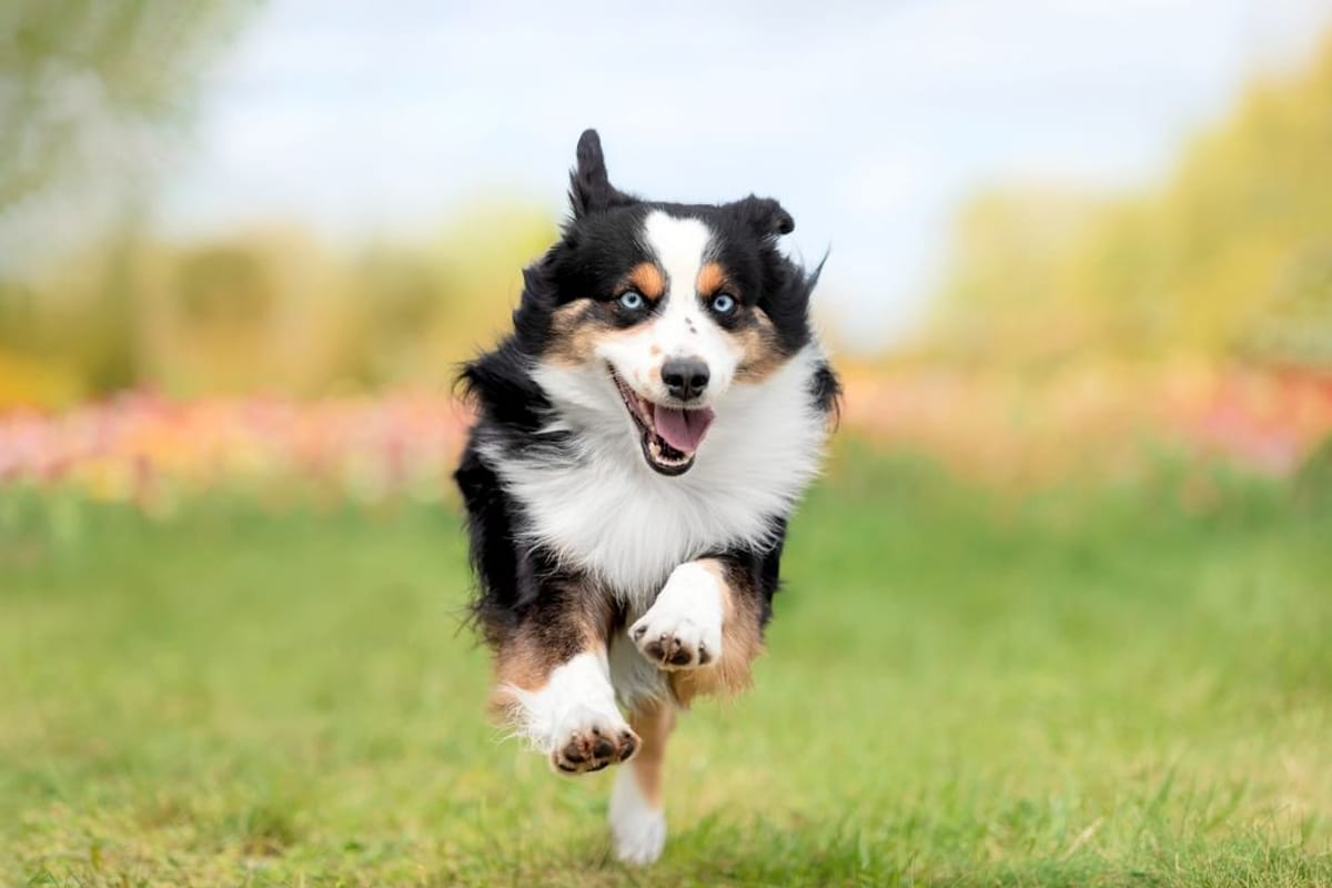 Walking Trails Near Fordham Blvd Walking Trails Near Fordham Blvd | Dog running on dog walk