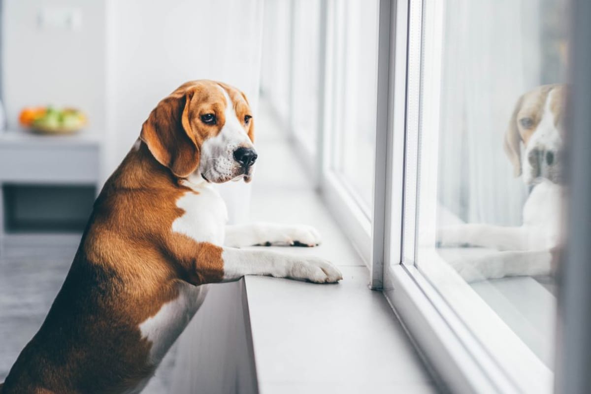 At Home – Outdoor Inspiration | Dog standing at window At Home – Outdoor Inspiration | Dog standing at window