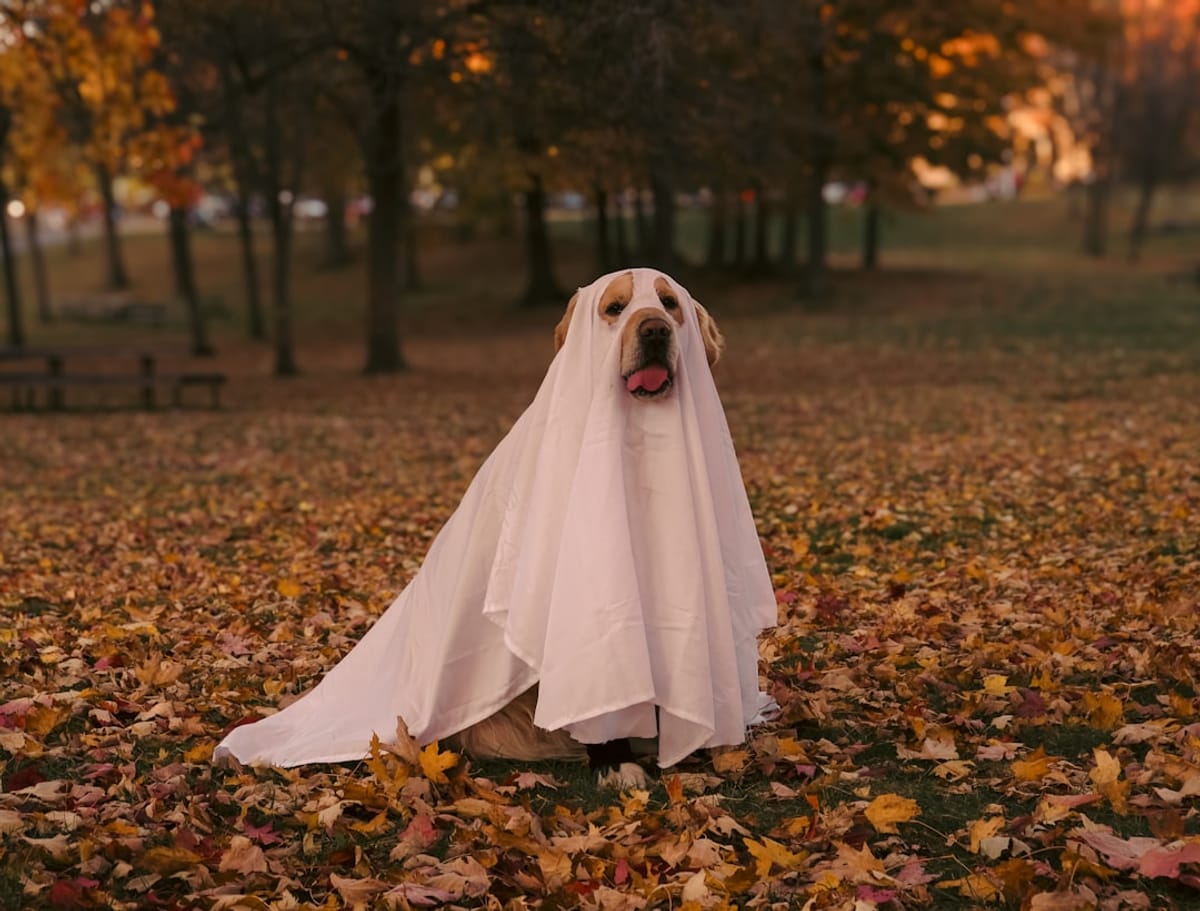 Apartment Community Event | Dog in ghost costume on leaves