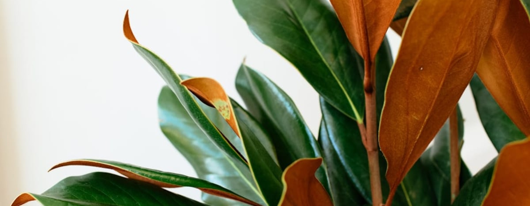 Autumn Decor Inspiration
