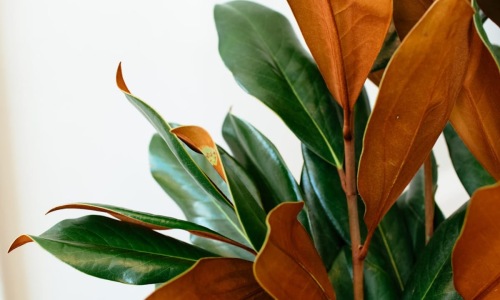 Autumn Decor Inspiratio