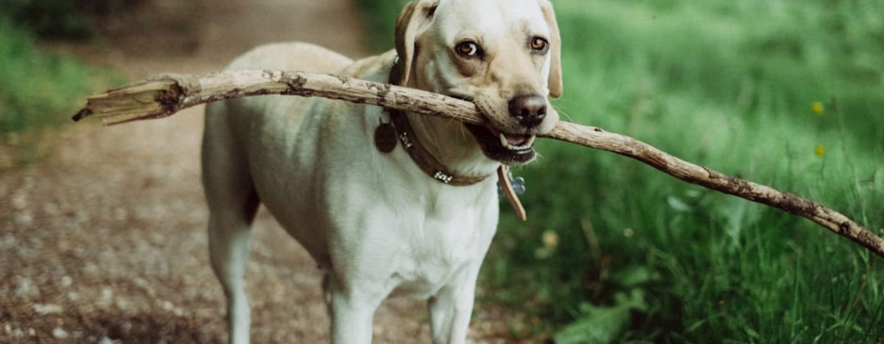 Best Pet Walks In Chapel Hill, NC