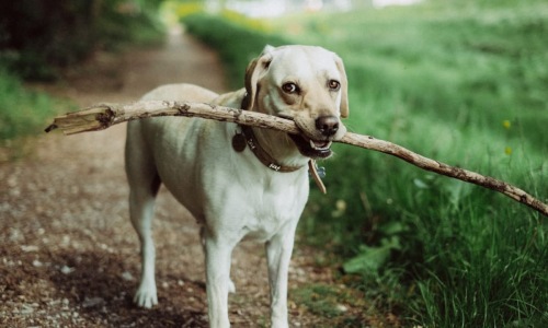 Best Pet Walks In Chapel Hill, NC