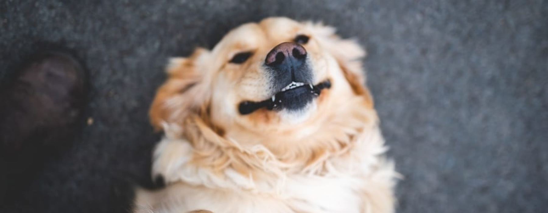 What Makes Atlas Blue Hill Chapel Hill Truly Pet-Friendly?