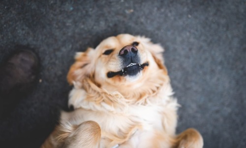 What Makes Atlas Blue Hill Chapel Hill Truly Pet-Friendly?