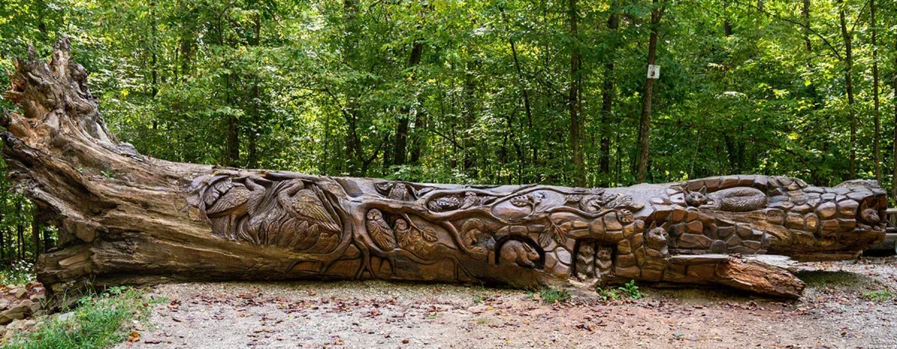 Your Guide to Living in Chapel Hill, NC – Best Parks Near Atlas Blue Hill